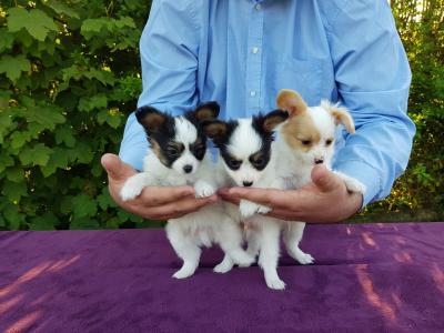  ...Papillon Puppies for sale ...  