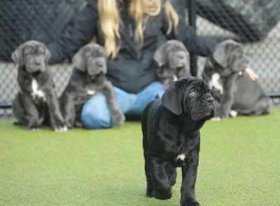   Neapolitan Mastiff Puppies for sale 