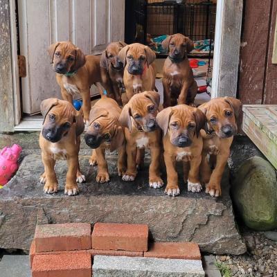   rhodesian ridgeback Puppies for sale   