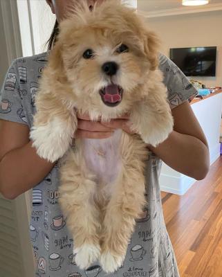  Lhasa Apso Puppies For Sale  