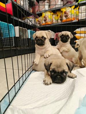   Pug Puppies For Sale