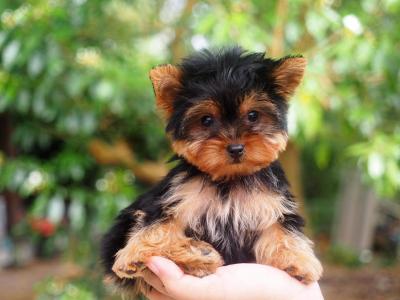  Yorkie Puppies for Sale   