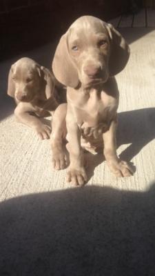    Weimaraner Puppies For Adoption To Any Caring Home.