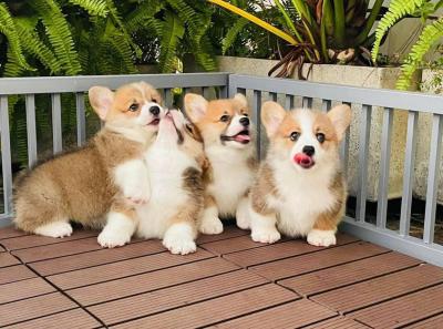   Pembroke Welsh Corgi Puppies for sale 