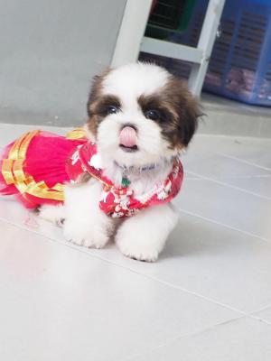   Shih Tzu Puppies for Sale 