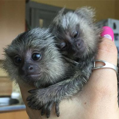   Marmoset Monkey for Adoption - Kuwait Region Other