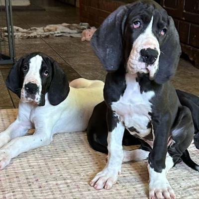   Great Dane Puppies for Adoption