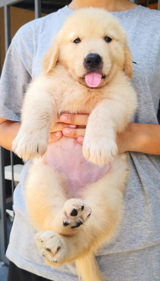    Golden Retriever Puppies fr sale   