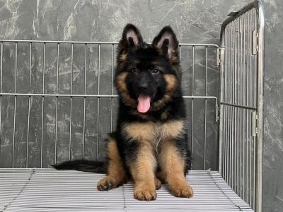   German Shepherd Puppies for sale 