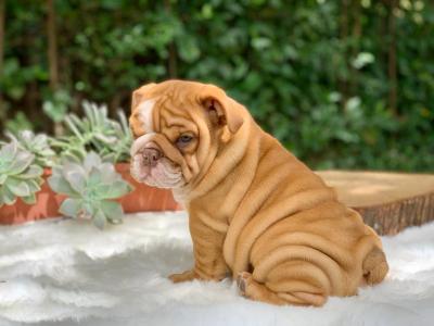  English Bulldog Puppies for Sale   