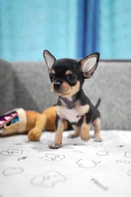  Chihuahua puppies for Sale 