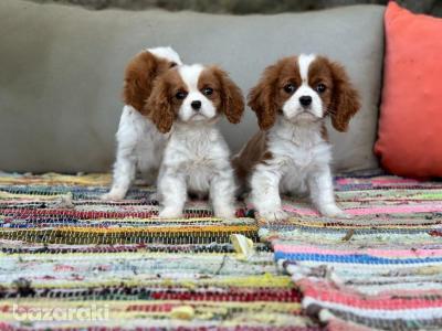  Cavalier King Charles Spaniel puppies for Sale  