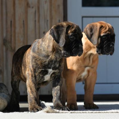   BullMastiff Puppies For Sale 