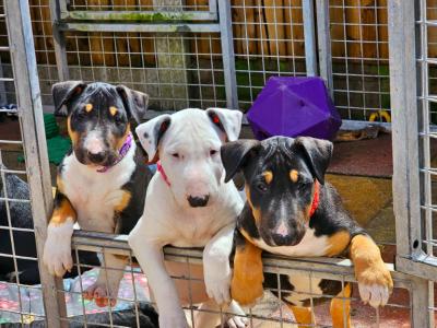  Bull terrier Puppies for Adoption Ready   