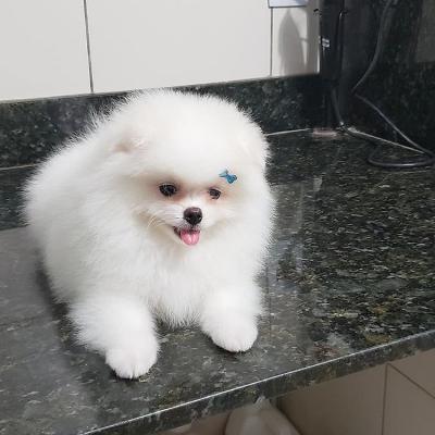  Pomeranian puppies available for sale 