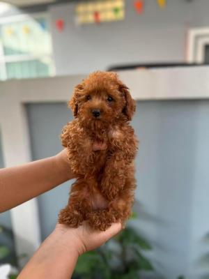   Poodle puppies here for Sale 