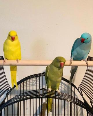   Hand Fed Indian Ringneck Parakeets Available 