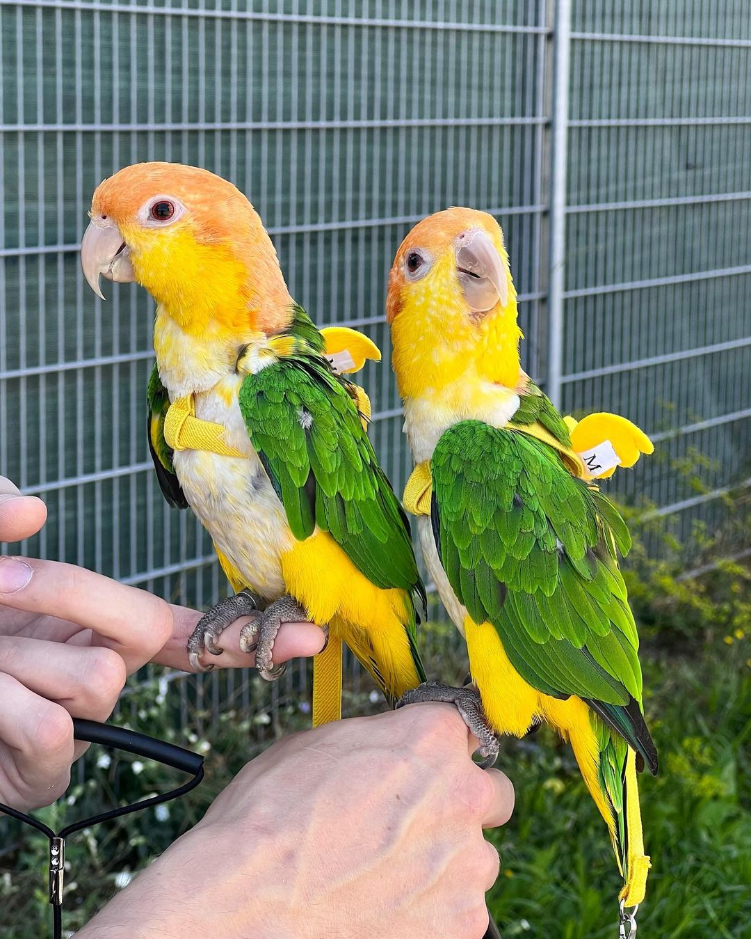  Caique parrots available now