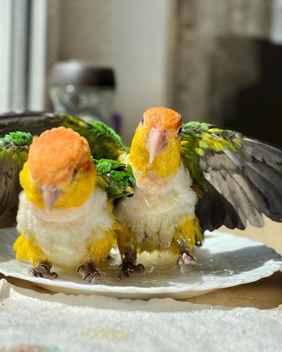  Caique parrots available now - Kuwait Region Birds