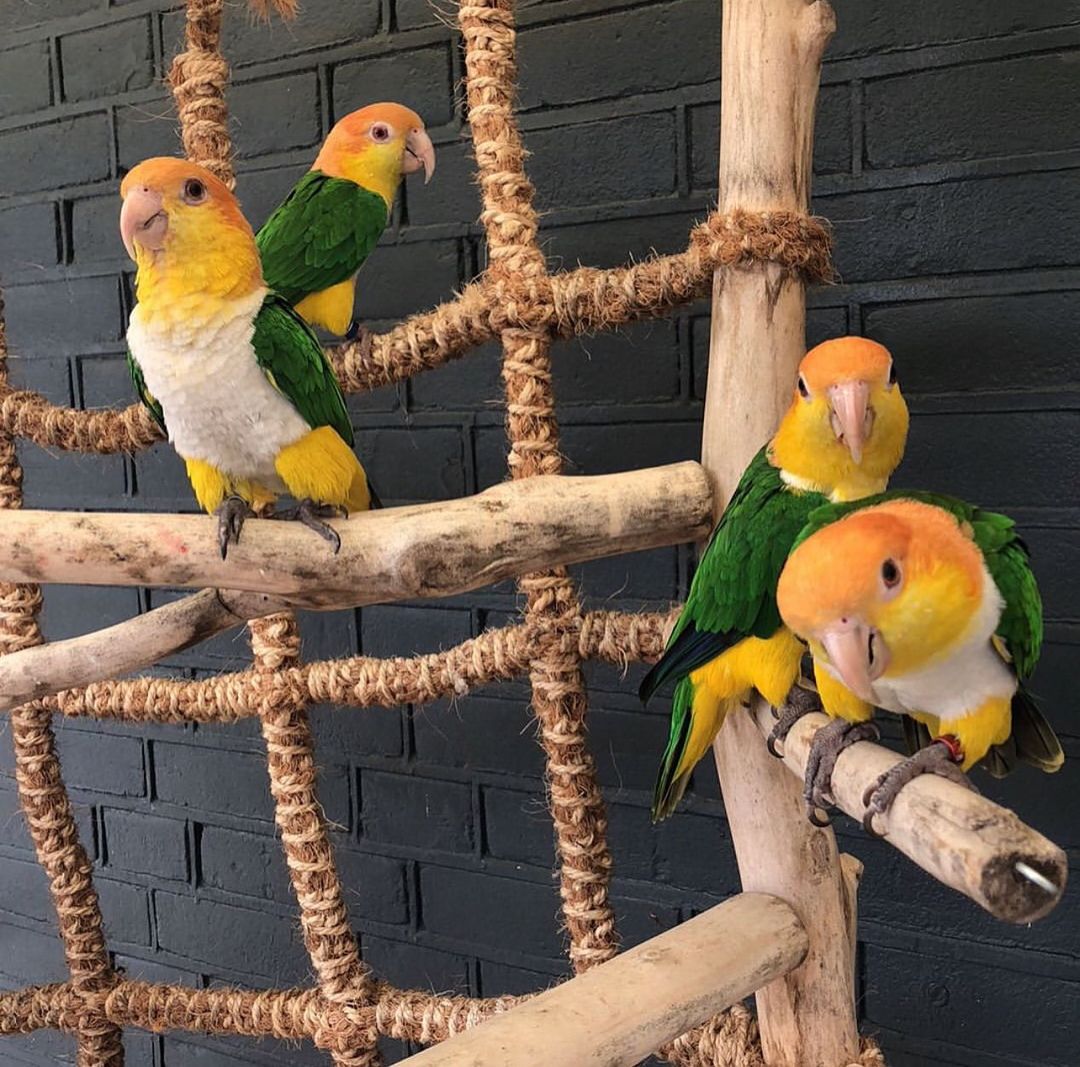  Caique parrots available now - Kuwait Region Birds