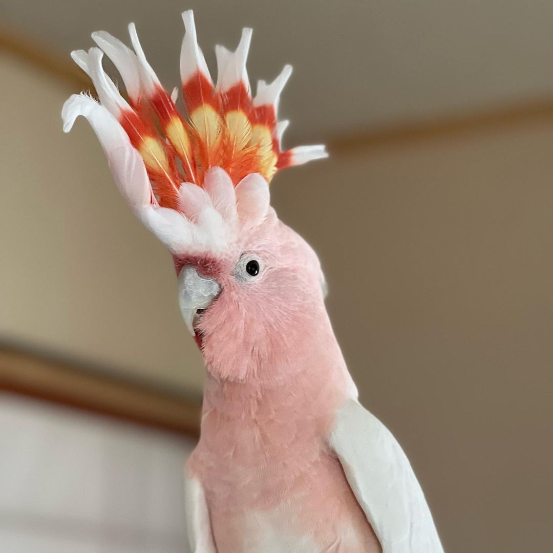  Major Mitchell's cockatoo Available