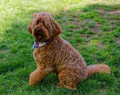 DNA Tested Labradoodles for a Happy, Healthy Family Pet