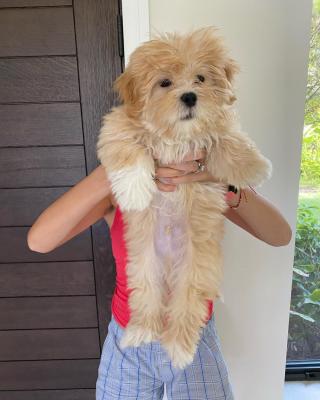   Lhasa Apso Puppies For Sale