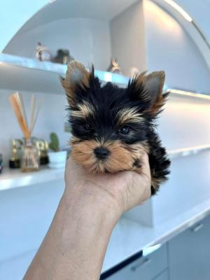   Yorkie Puppies for Sale 