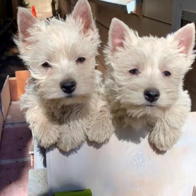   West Highland Terrier Puppies for sale   