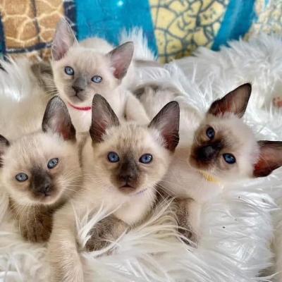   Siamese Kittens Ready