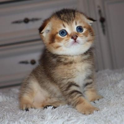  Scottish Fold Kittens for sale 