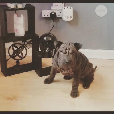   Shar Pei Puppies for Adoption