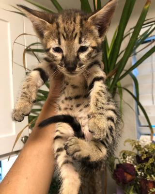   savannah kittens for re-homing