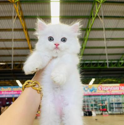  Persian kittens Available for adoption