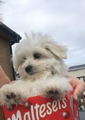   Teacup Maltese Puppies for sale   