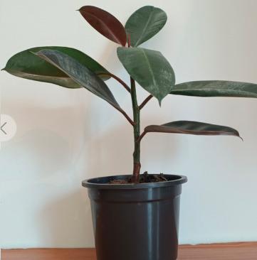 Rubber Plant Vastu