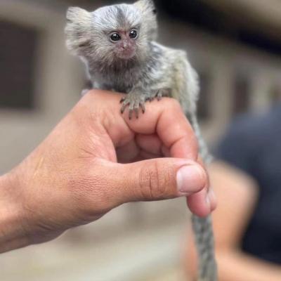  Marmoset Monkey for Adoption