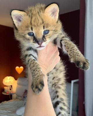  Serval Kittens for adoption