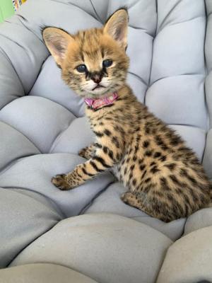  Serval Kittens for adoption