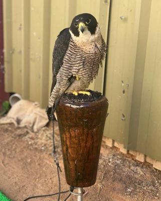    FALCON BIRDS FOR SALE    - Manila Birds