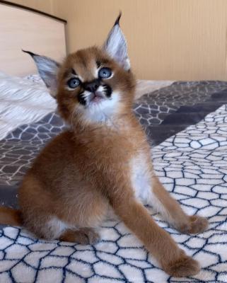  Caracal Kittens for Sale  