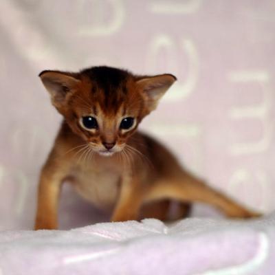  Abyssinian Kittens Ready For Sale  