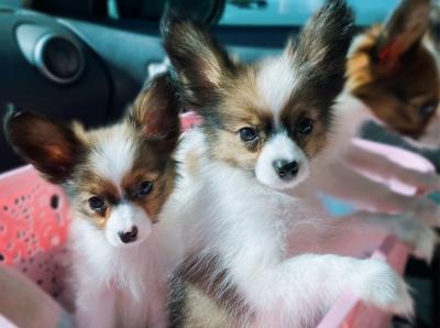  ...Papillon Puppies for sale ...  