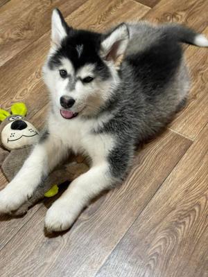  Alaskan Malamute Puppies Available - Manila Dogs, Puppies