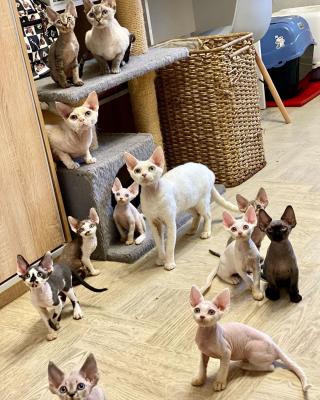   Devon Rex Kittens