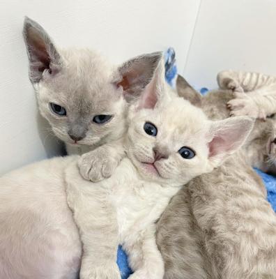   Devon Rex Kittens - Manila Cats, Kittens