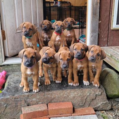    rhodesian ridgeback Puppies for sale   