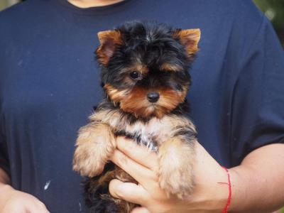   Yorkie Puppies for Sale 