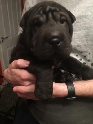    Shar Pei Puppies for Adoption