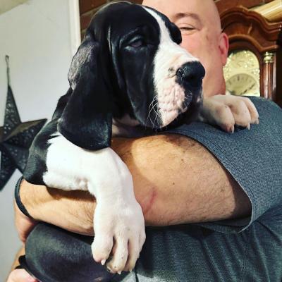  Great Dane Puppies for Adoption  